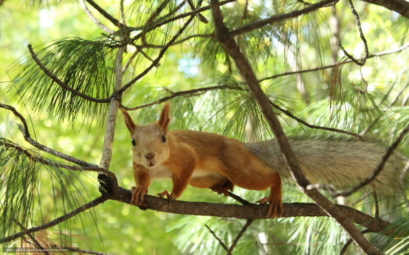 Red Squirrel on Branch — Green, Natural, Afternoon
