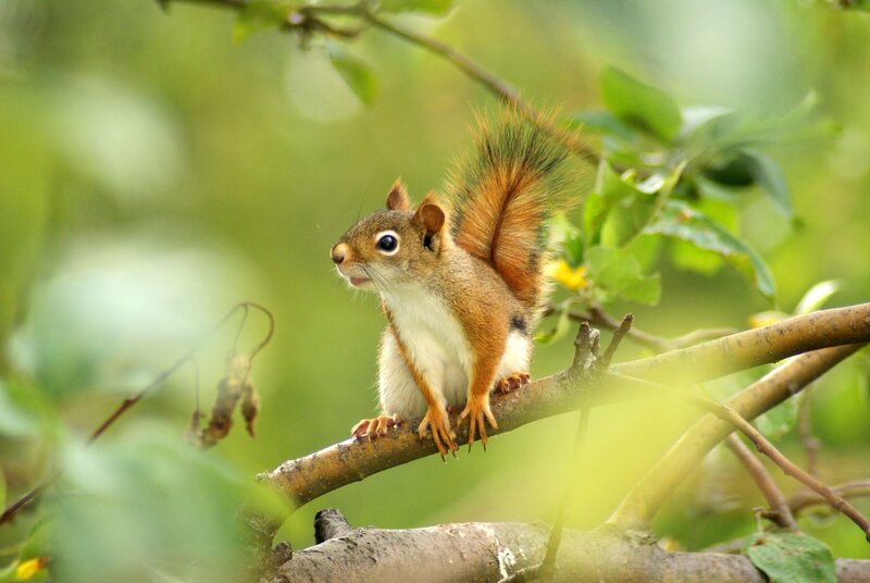 Red Squirrel on Branch — Green, Natural