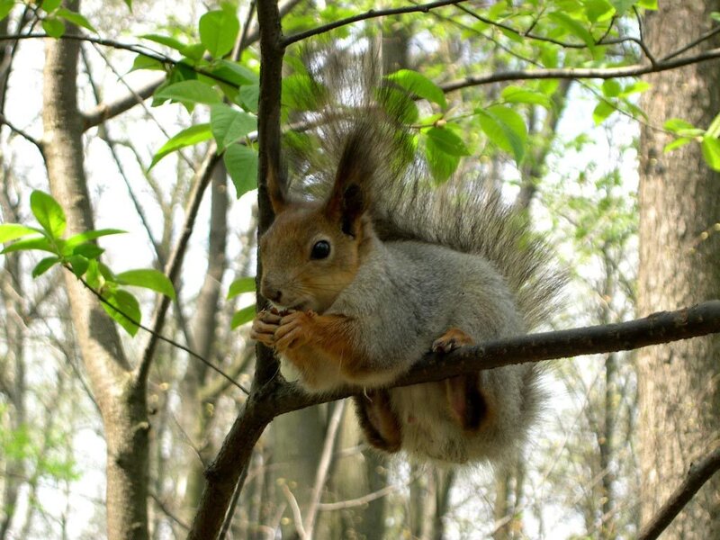 Red Squirrel on Branch — Green
