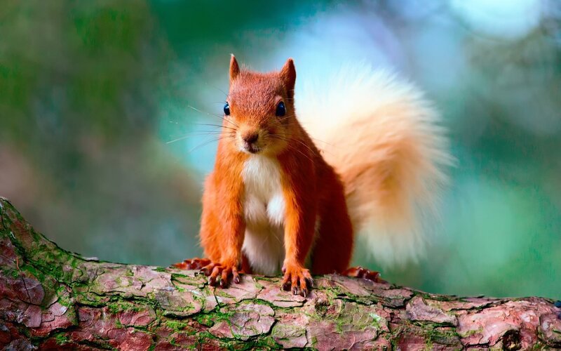 Red Squirrel on Branch — Orange, Alert