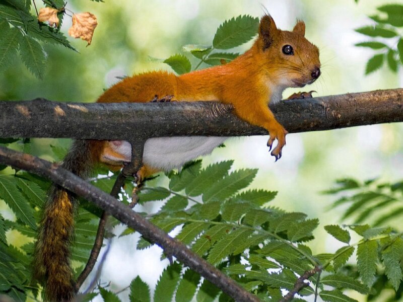 Red Squirrel on Branch — Orange, Calm