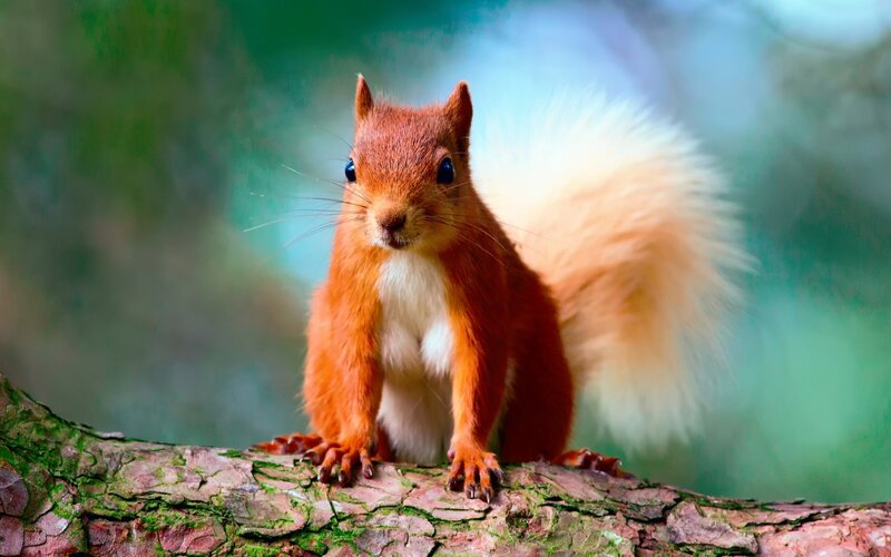 Red Squirrel on Branch — Orange, Curious