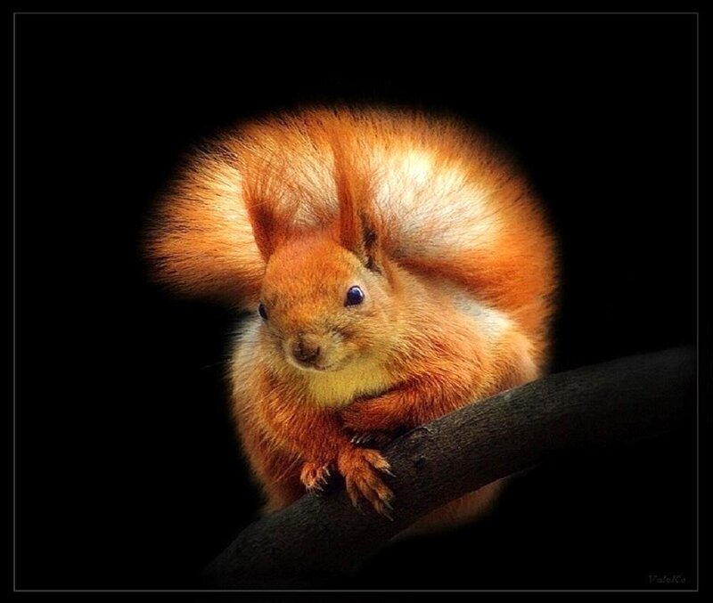 Red Squirrel on Branch — Orange, Dramatic, Photograph