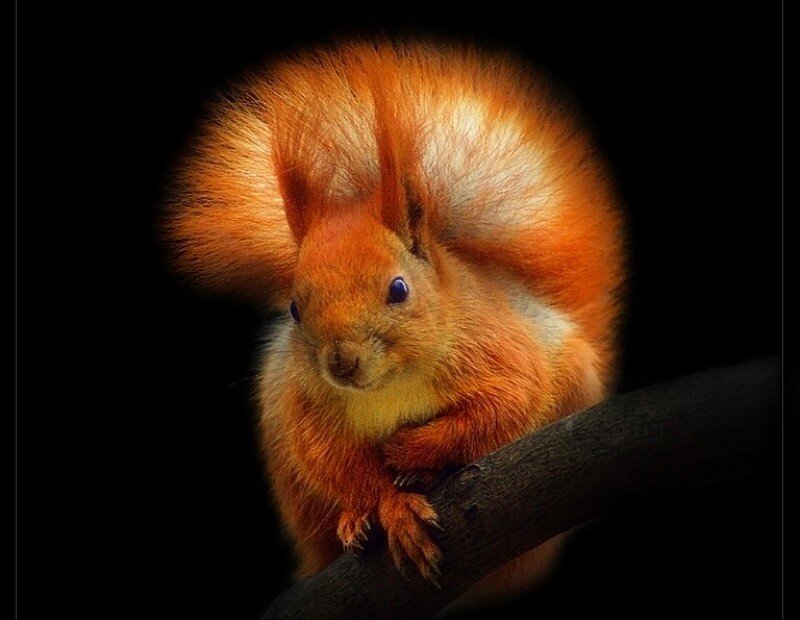 Red Squirrel on Branch — Orange, Dramatic