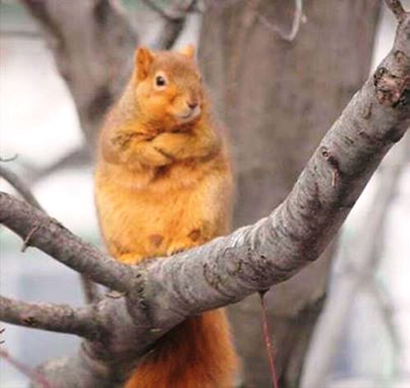 Red Squirrel on Branch — Orange