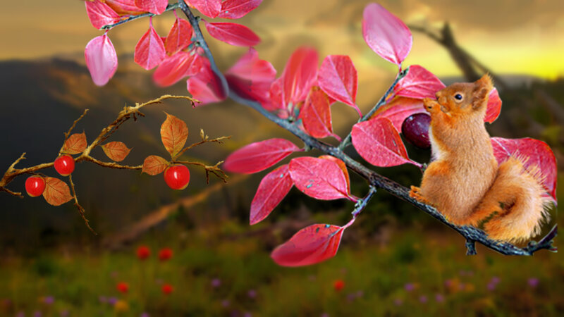 Red Squirrel on Branch — Serene