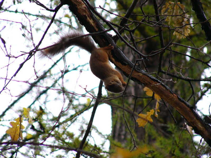 Red Squirrel on Branch