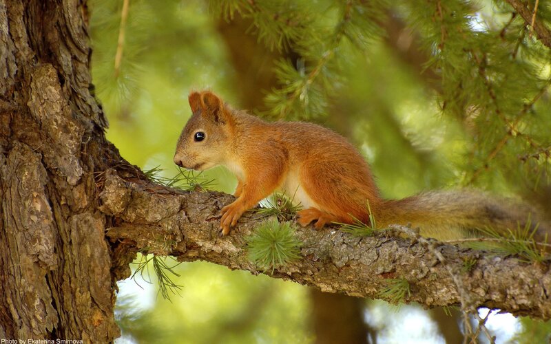 Red Squirrel on Branch — Tree