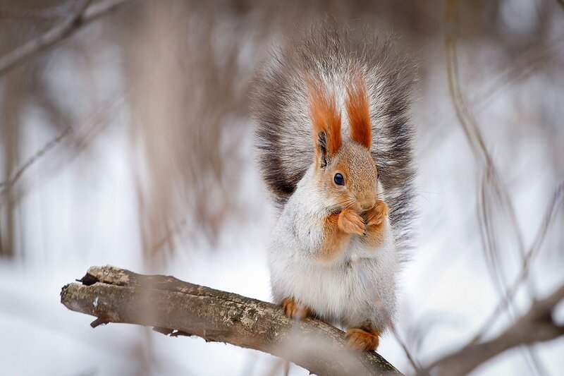 Red Squirrel on Branch — White, Calm