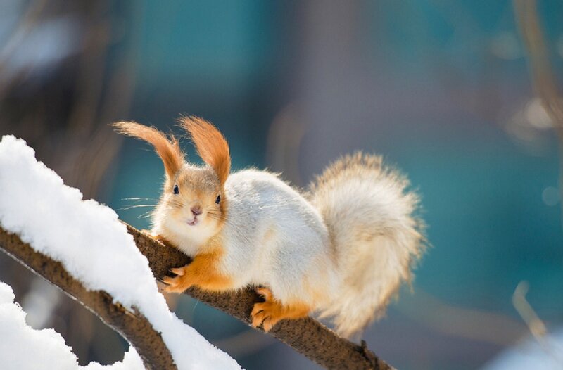 Red Squirrel on Branch — White