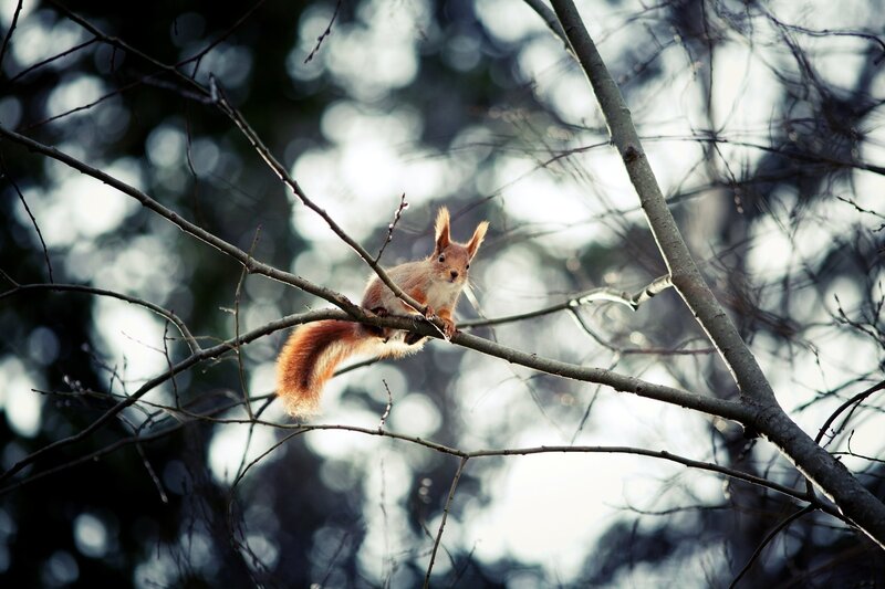Red Squirrel on Branch — Winter