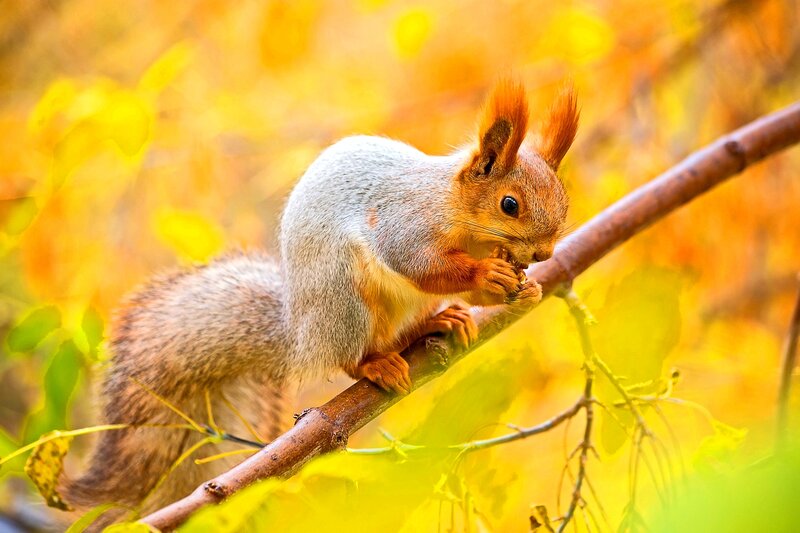 Red Squirrel on Branch — Yellow