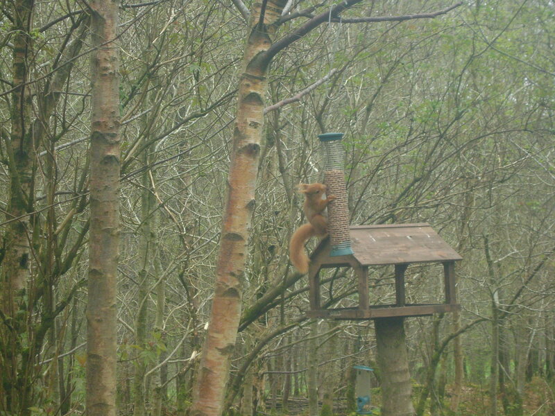 Red Squirrel on Feeder — Brown