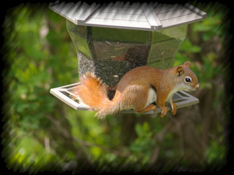 Red Squirrel on Feeder