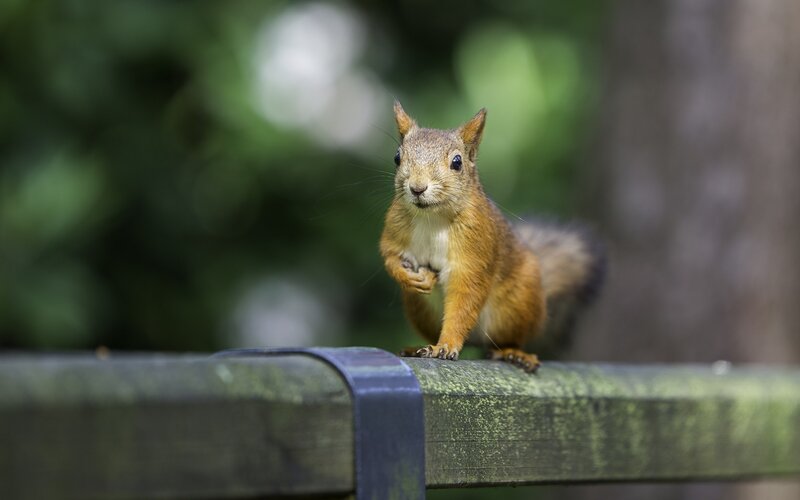 Red Squirrel on Fence — Brown, Curious