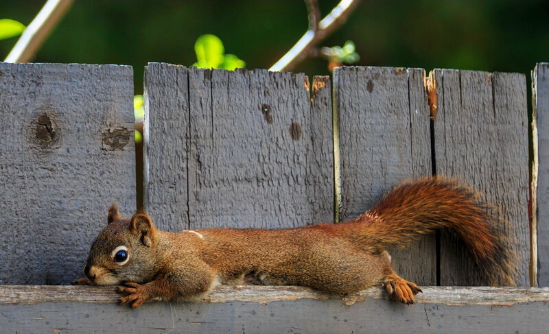 Red Squirrel on Fence — Brown