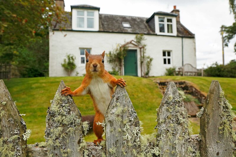 Red Squirrel on Fence — Green