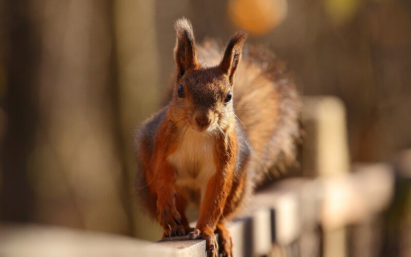 Red Squirrel on Fence