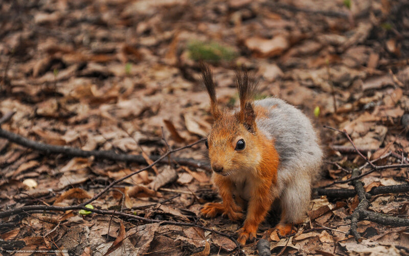 Red Squirrel on Forest Floor — Brown, Alert