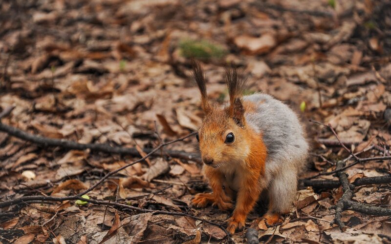 Red Squirrel on Forest Floor — Brown, Calm