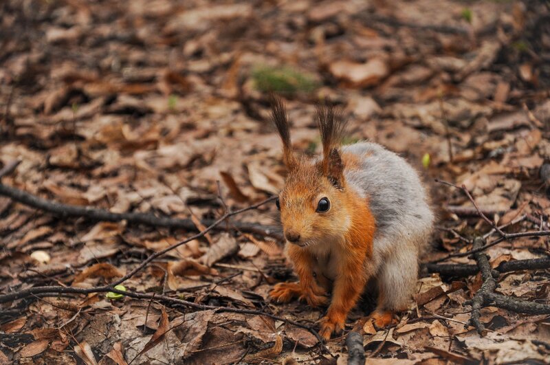 Red Squirrel on Forest Floor — Brown, Natural, Autumn, Photograph
