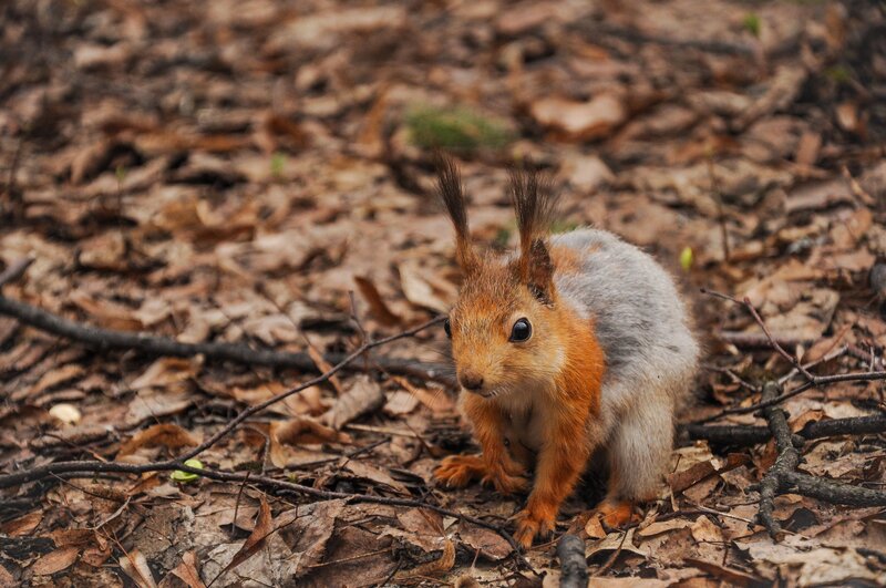 Red Squirrel on Forest Floor — Brown, Natural, Autumn