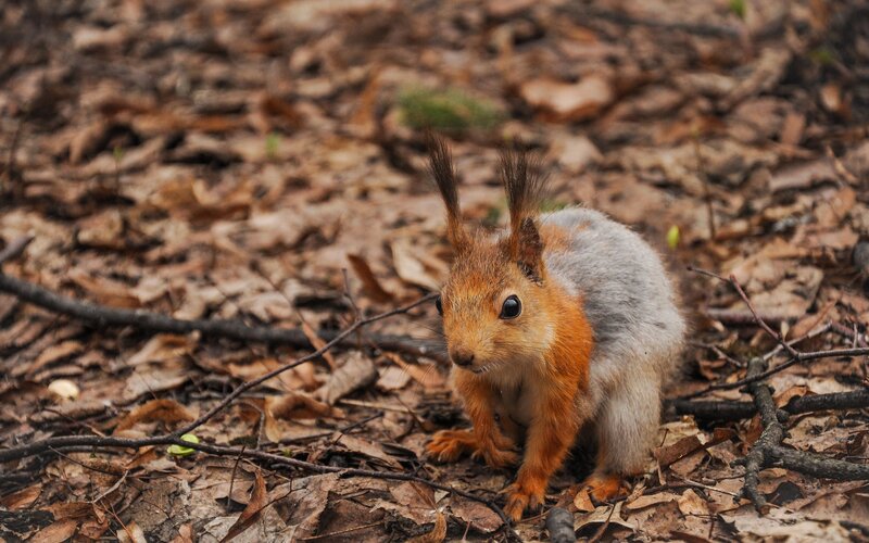 Red Squirrel on Forest Floor — Brown, Natural