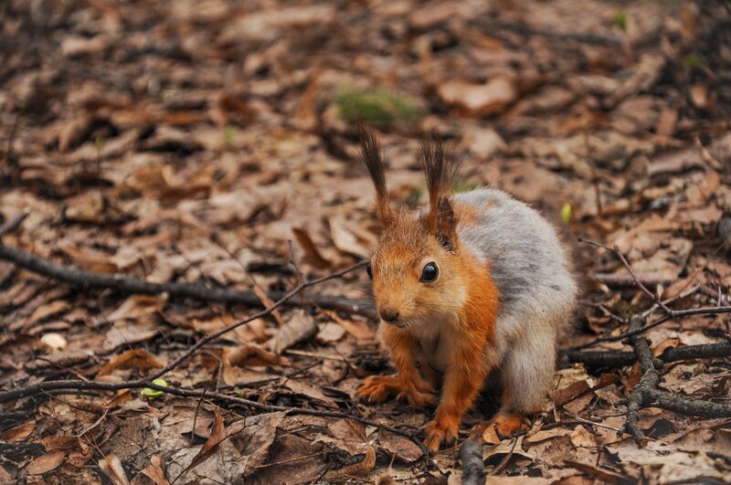Red Squirrel on Forest Floor — Brown