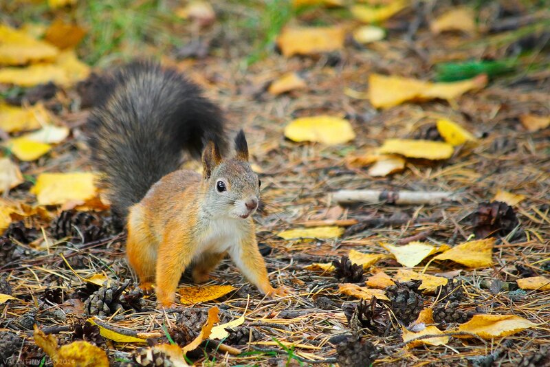 Red Squirrel on Forest Floor