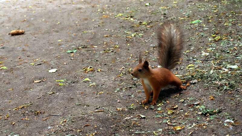 Red Squirrel on Ground