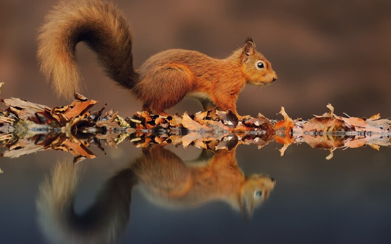 Red Squirrel on Leaves — Brown, Serene, Autumn