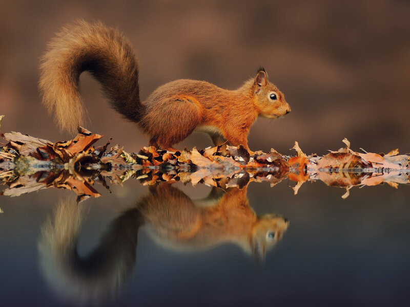 Red Squirrel on Leaves — Brown, Serene