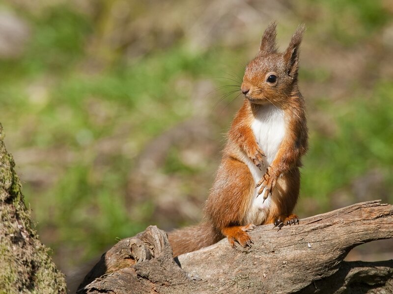 Red Squirrel on Log — Brown, Alert, Afternoon, Photograph, Forest, Moss