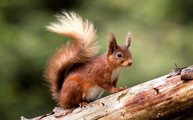Red Squirrel on Log — Brown, Alert, Afternoon, Photograph, Forest