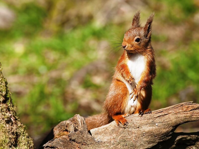 Red Squirrel on Log — Brown, Alert, Afternoon, Photograph