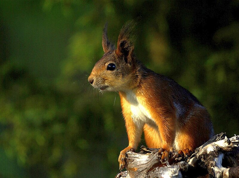 Red Squirrel on Log — Brown, Alert, Afternoon