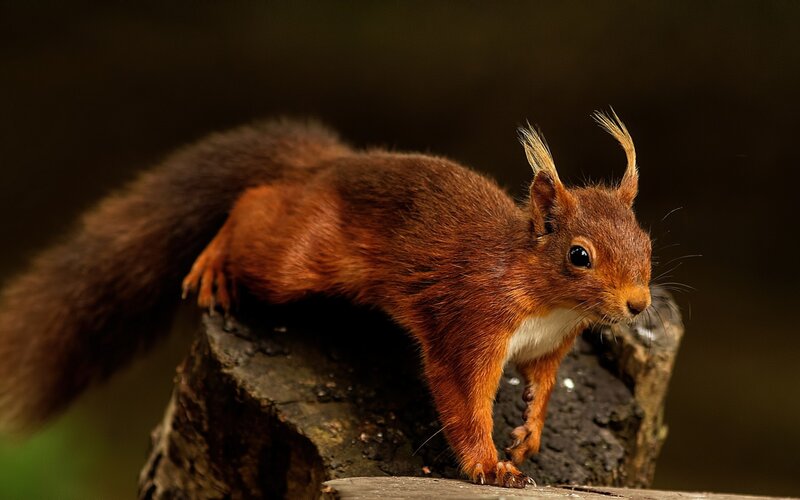 Red Squirrel on Log — Brown, Alert, Photograph