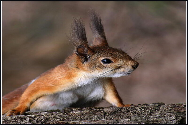 Red Squirrel on Log — Brown, Alert