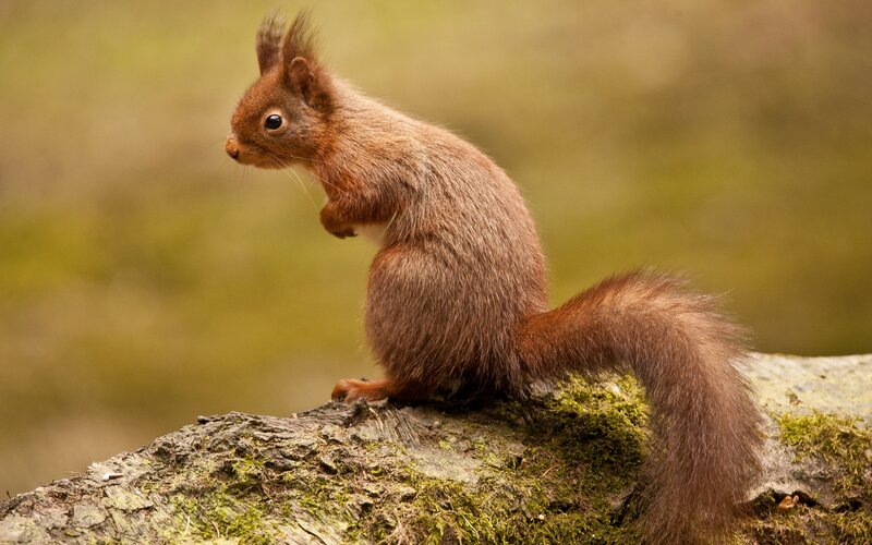 Red Squirrel on Log — Brown, Calm, Afternoon, Photograph, Moss