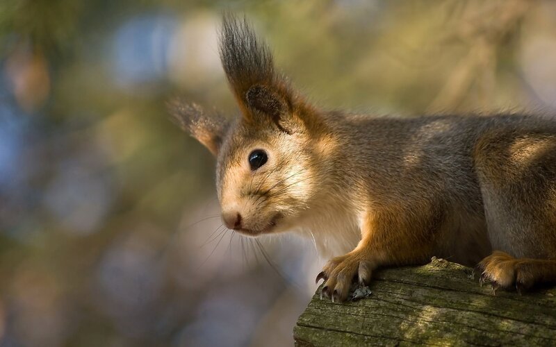 Red Squirrel on Log — Brown, Calm, Afternoon, Photograph