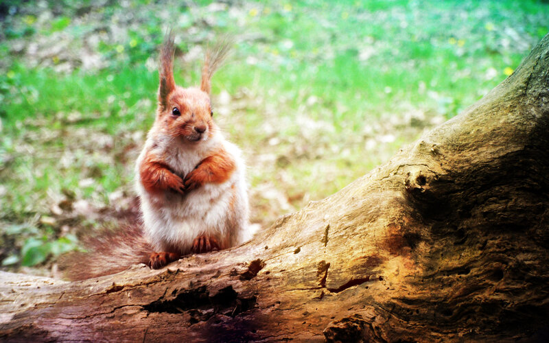 Red Squirrel on Log — Brown, Calm, Afternoon