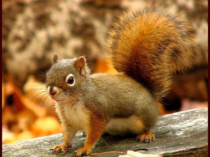 Red Squirrel on Log — Brown, Calm, Autumn