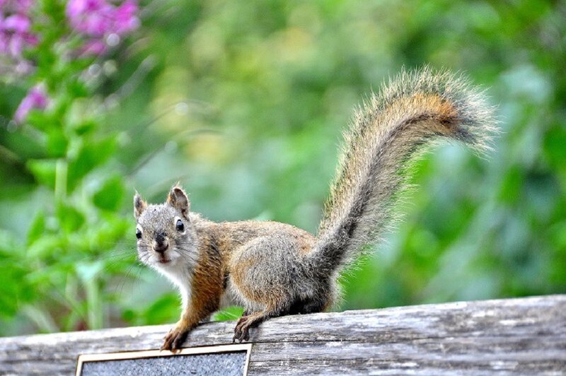 Red Squirrel on Log — Brown, Calm, Spring
