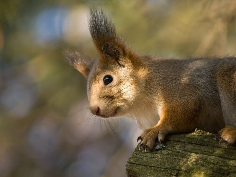 Red Squirrel on Log — Brown, Calm
