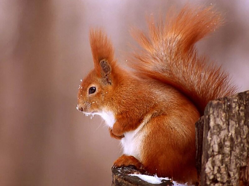 Red Squirrel on Log — Brown, Calm, Winter