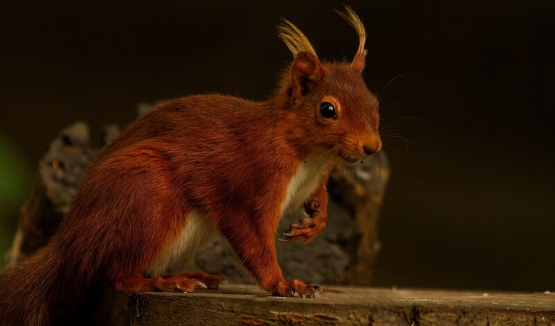 Red Squirrel on Log — Brown, Dramatic