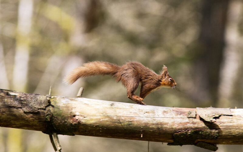 Red Squirrel on Log — Brown, Natural, Afternoon