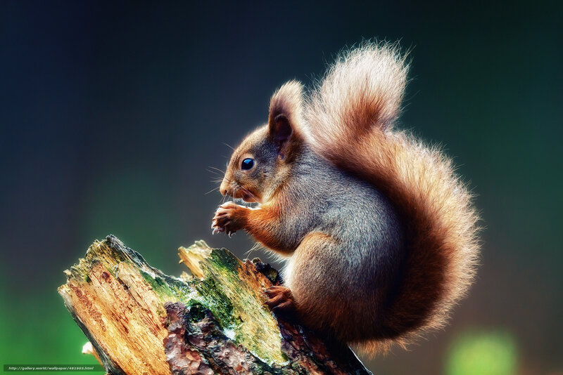 Red Squirrel on Log — Brown, Natural, Photograph, Forest, Moss