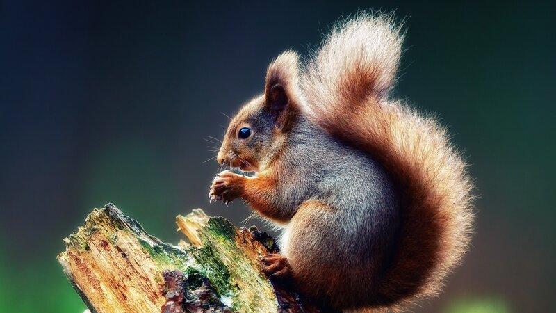 Red Squirrel on Log — Brown, Natural, Photograph, Forest