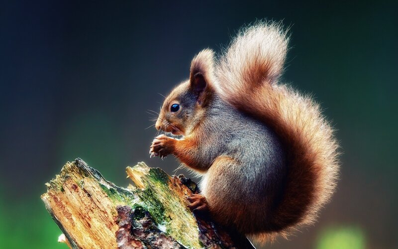 Red Squirrel on Log — Brown, Natural, Photograph